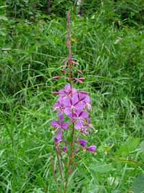 fireweed