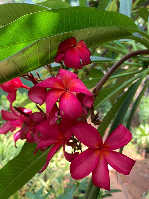 Plumeria Rubra - Devappa Nursery