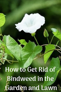 How to Get Rid of Bindweed in the Garden and Lawn