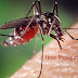 Don't Sweat It: How Mosquitos Find Us