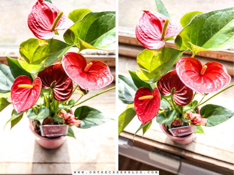 A vibrant Ace of Hearts Anthurium plant thriving in a cozy home setting, symbolizing the joy and surprise of discovering a green thumb. | on the creek blog // www.onthecreekblog.com