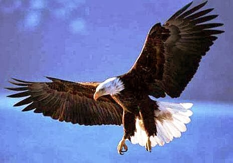 Foto Burung Elang  GambarBinatang.Com