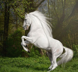Những hình ảnh con ngựa bạch mã đẹp nhất