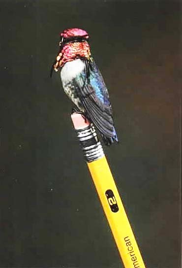 πουλί μέλισσα Bee Hummingbird 