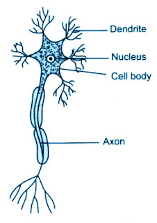 Nerve cell or neuron