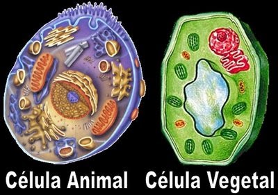 http://www.profesorenlinea.cl/Ciencias/celula_animal_y_vegetal.htm