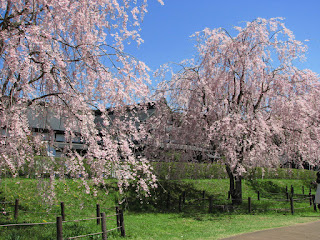 盛岡・米内浄水場の枝垂れ桜 お屋敷をバックに