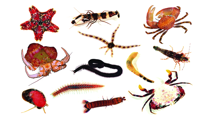 26+ Hewan Invertebrata Yang Bersel Satu Tergolong Dalam Kelas, Koleksi Istimewa!