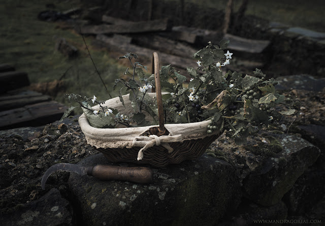 Black Nightshade, Hierba Mora, Mandragoreae by Victoria Francés