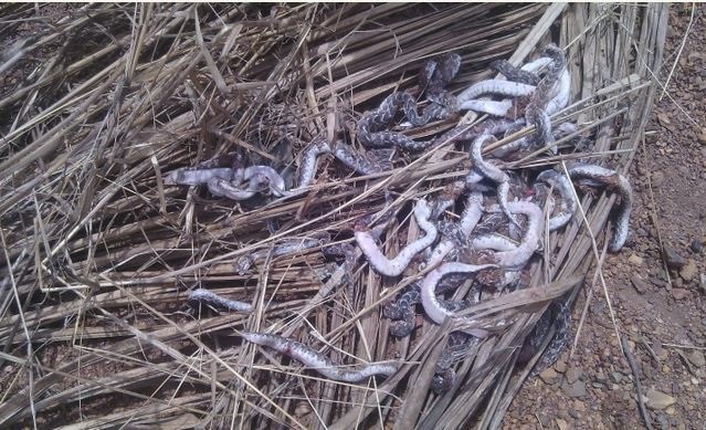 Nigerian Man Kills Heavily Pregnant Snake...See the Many Baby Snakes That Came Out of It (Photos)