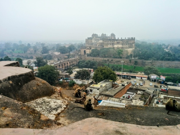 Langurs and Orchha Fort as seen from Chatturbhuj temple