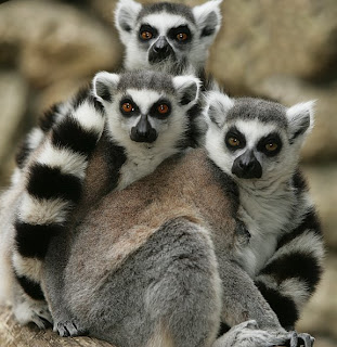 lemur facts  for kids