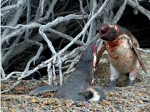 Watch this video of a penguin fighting another Penguin whom he found with his wife