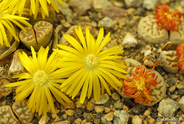 Lithops dorotheae flowers