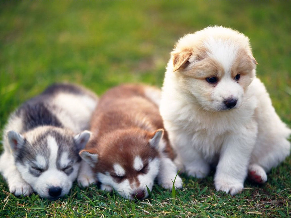 https://blogger.googleusercontent.com/img/b/R29vZ2xl/AVvXsEiYJTfvAnhdn2rZw3DfxFlyOWU1SXRKosZTmrJICJopSeFlZsOeecCDd3mM5aeKMvEMhJ0T2HIT3qxo9z5jNq07rPQZSH3ULYTfMpq6IYle1Etmax3RLMk6xj0T90oZEa15aOGCz72g4kA/s1600/cute-puppies-picture.jpg