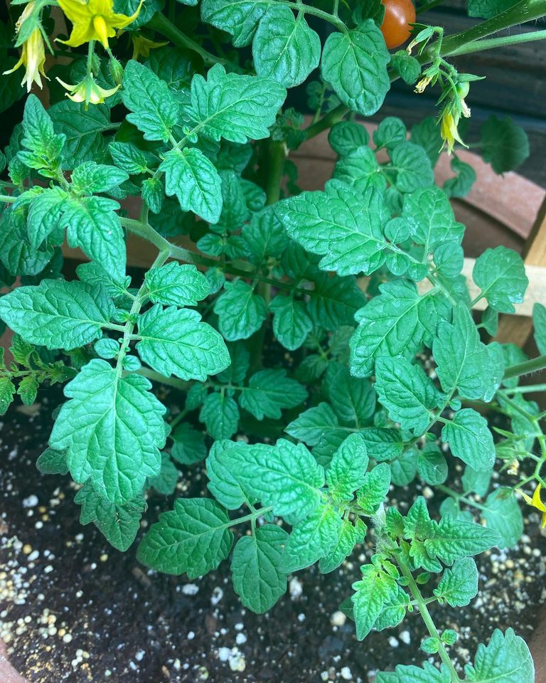 Tomato Plant Propagation by Cuttings