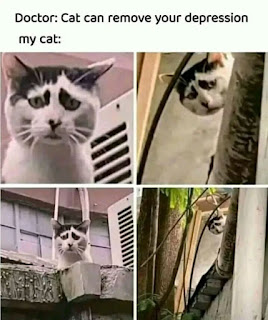 Cat memes face cute