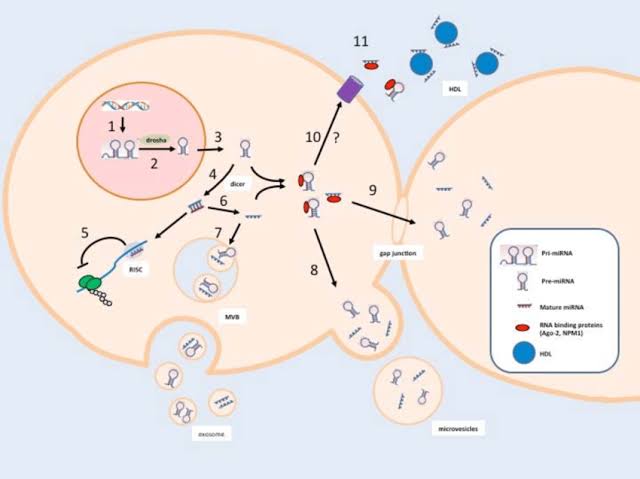  Biogenesis Darah