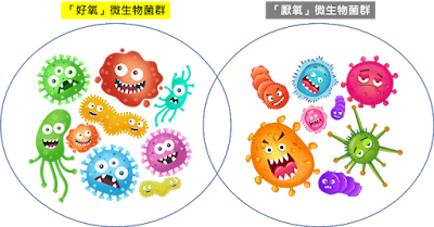 化糞池微生物示意圖