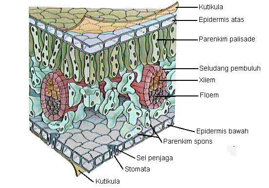Struktur Kloroplas Info Pendidikan dan  Biologi