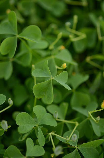 Кислица торчащая / Кислица прямая (Oxalis stricta)