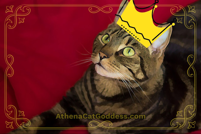 cat wearing a crown