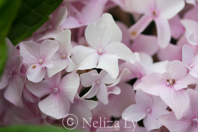 Big leaf/mophead Hydrangea in full sun