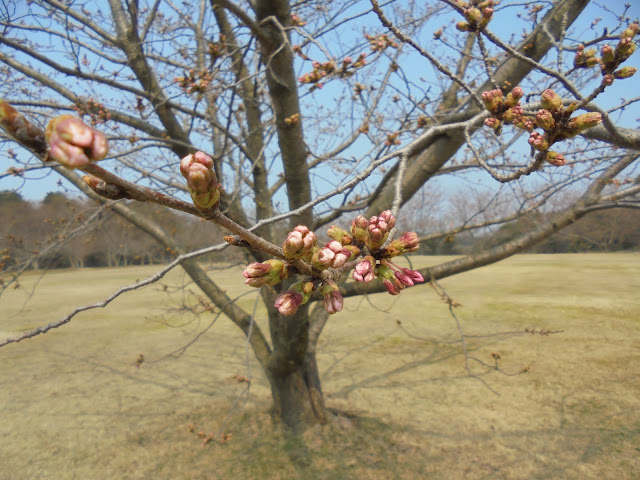 ソメイヨシノ桜の蕾