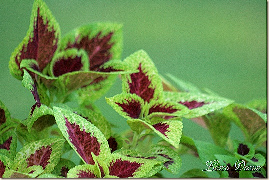 Coleus2_Sept3