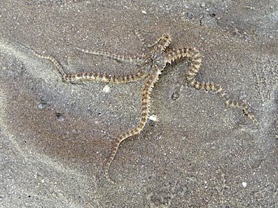 Brittle star