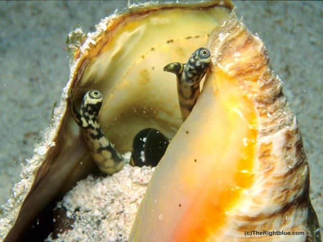 Eyes and proboscis of the Queen Conch (Strombus gigas)