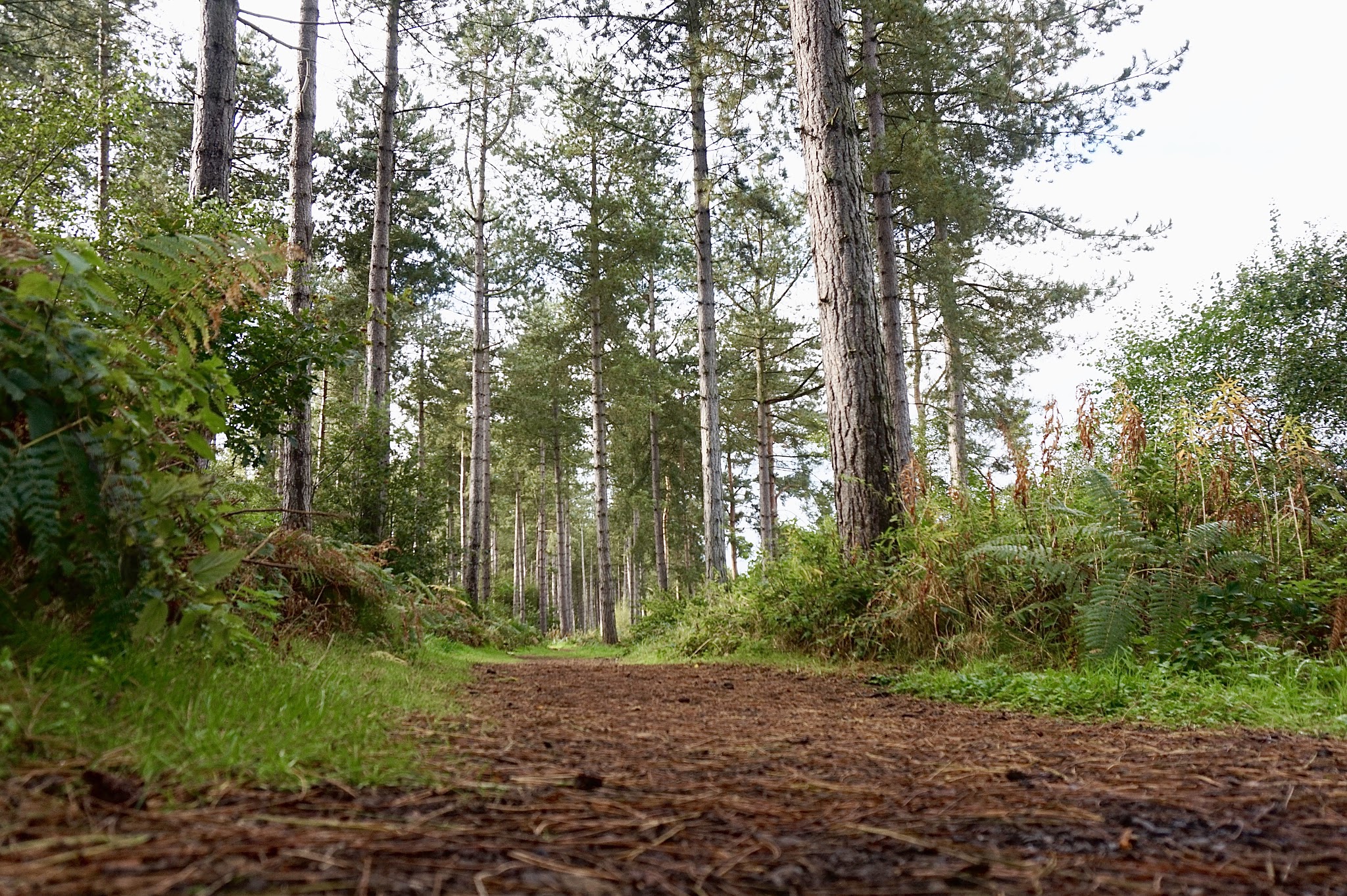 walkway through high trees in a forest