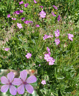 Sticky Geranium Geranium viscosissimum