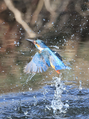 カワセミの水面飛出し5-3/4 黒目川Canon EOS R7にて撮影