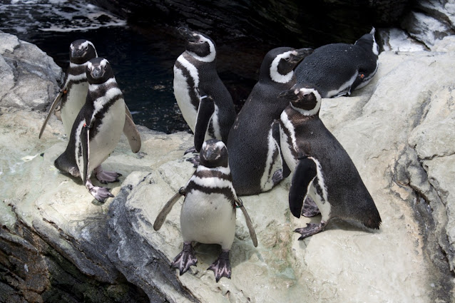 Oceanario-Parque das Naçoes (Expo del '98)-Lisbona