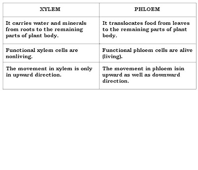 xylem and phloem. between xylem and phloem.