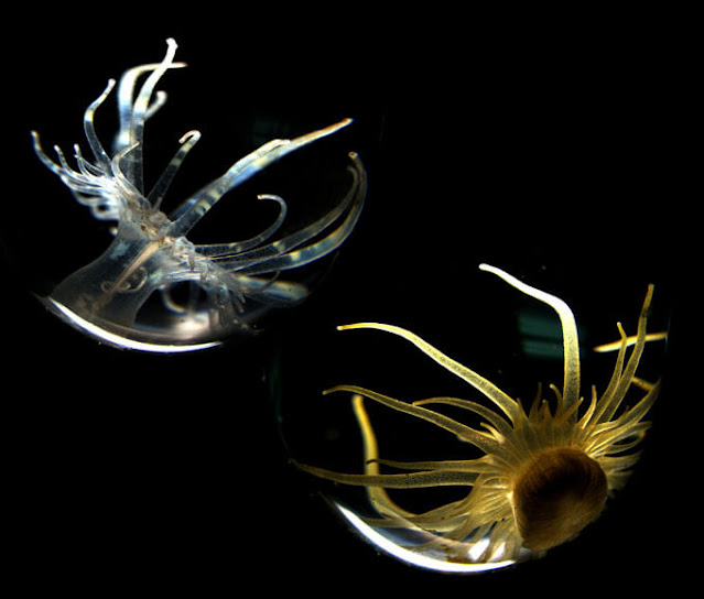 According to a study, algae can absorb oxybenzone and its hazardous by-products. When subjected to oxybenzone and UV light, sea anemones without algae (white) died faster than those with algae (brown). CHRISTIAN RENICKE AND DJORDJE VUCKOVIC