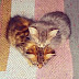 Coração de gato