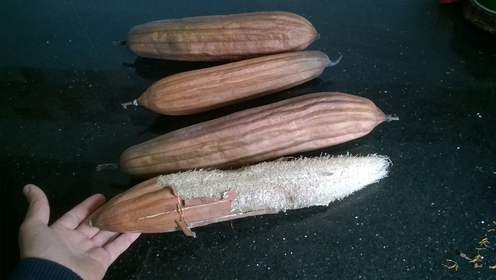 Peeling Luffa sponge is so simple!!! Peel off the thick outer skin slowly. If the luffa is mature, the seeds and the skin should come off easily.