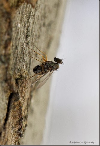 7 MEDETERA TRISTIS_DSC2395X1