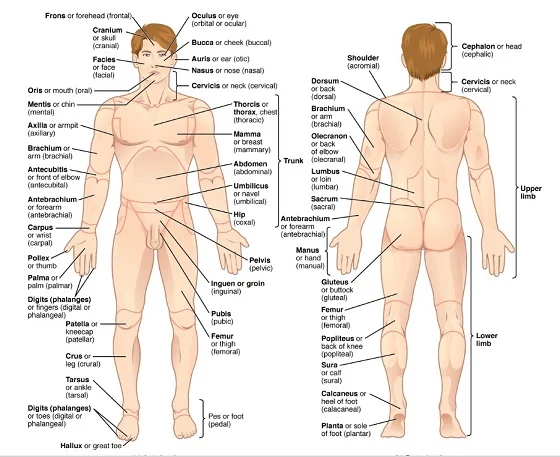 Posisi Anatomi