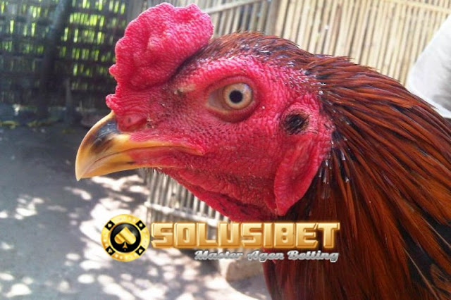 https://www.solusibet.com/sabung-ayam-online.htm