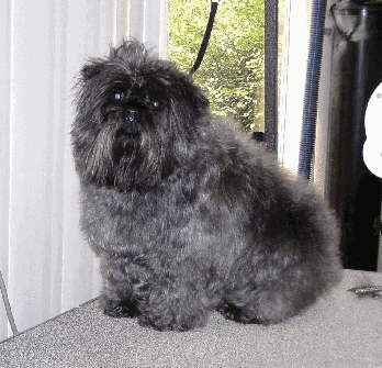 Affenpinscher Toy Dog Picture