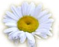 daisys