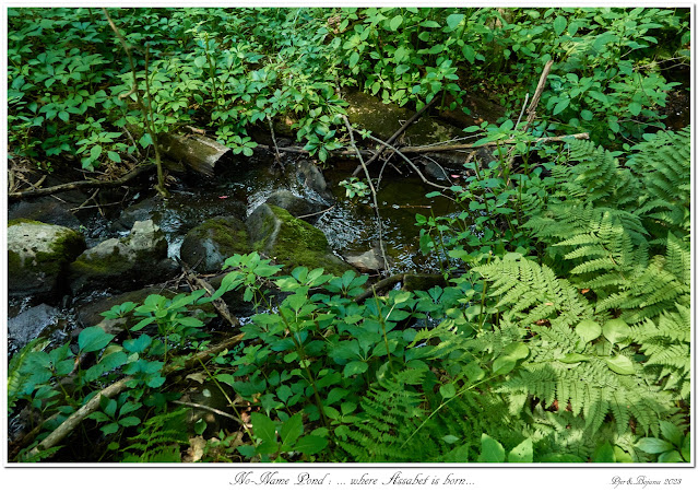 No-Name Pond: ... where Assabet is born...