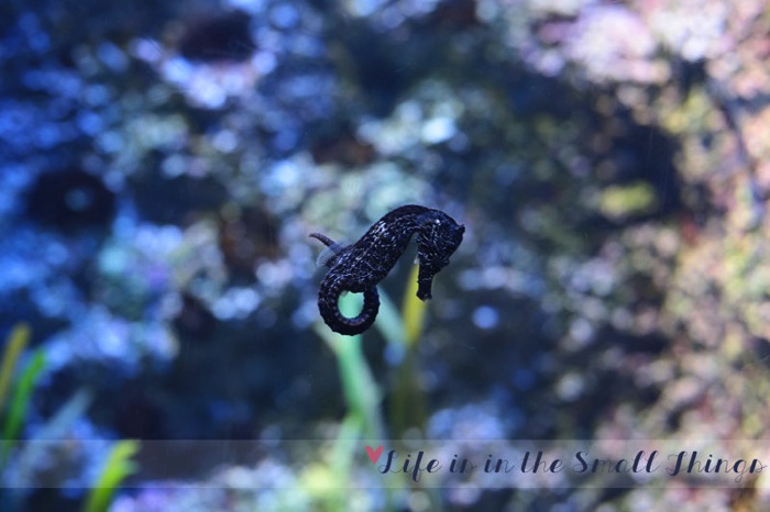SEA5