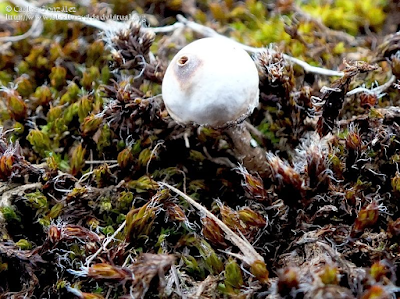 http://www.biodiversidadvirtual.org/hongos/Tulostoma-brumale-Pers.-1794-img103246.html