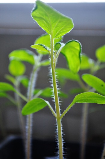 seedlings