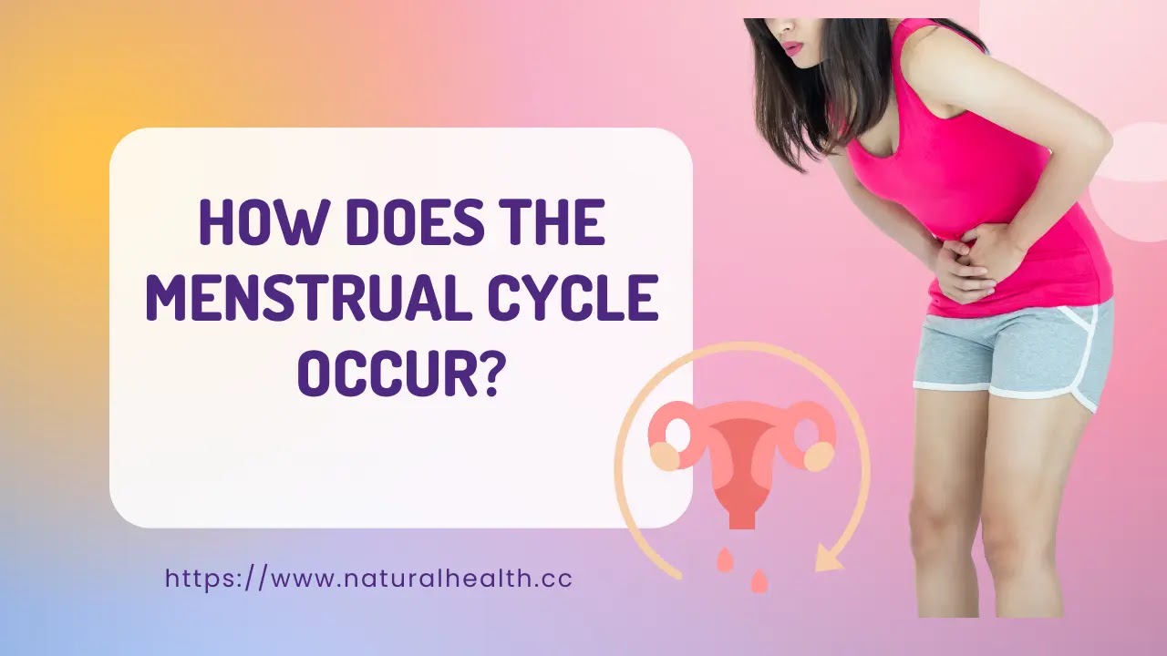 the menstrual cycle occur