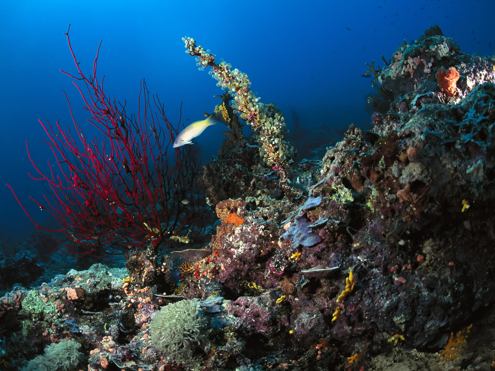 gambar bawah laut, dalam laut